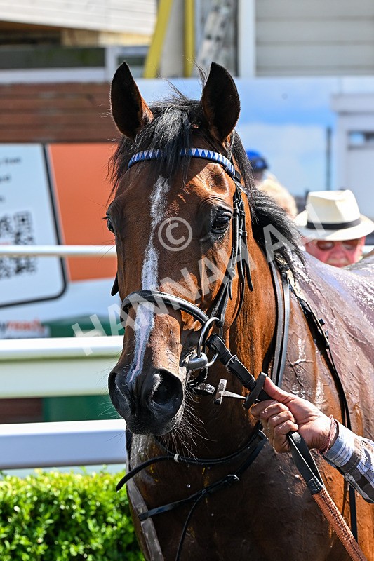 080726-Race 4-Beyond The Bar-7410 - Race 4 15.30pm All Races Live On Racing TV Handicap