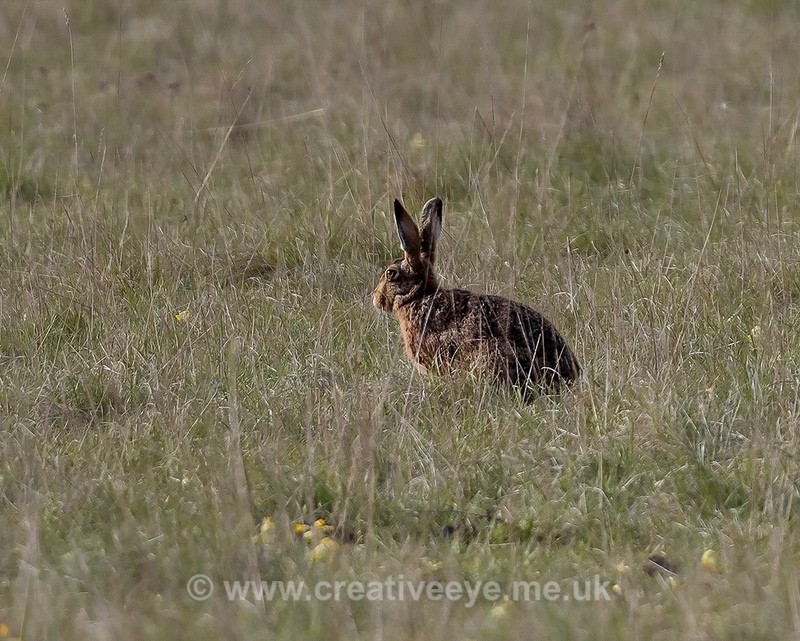 No.0086 Brown Hare - Animal world