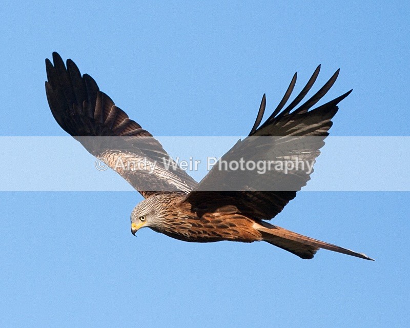 20100130-306 - Red Kite