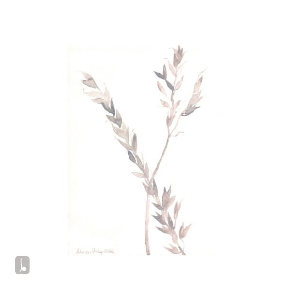 False Oat Grass - East West