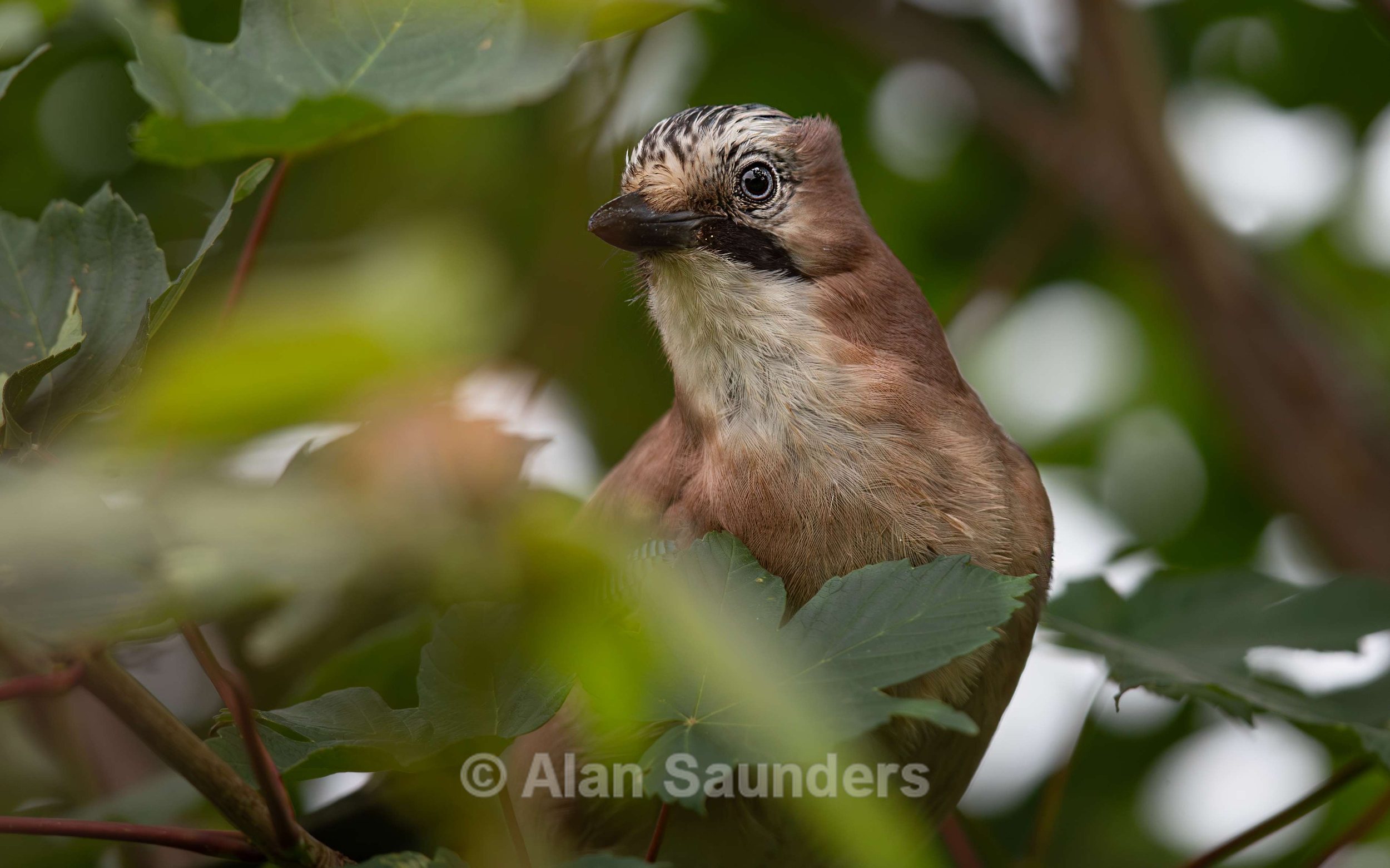 Jay (juvenile)