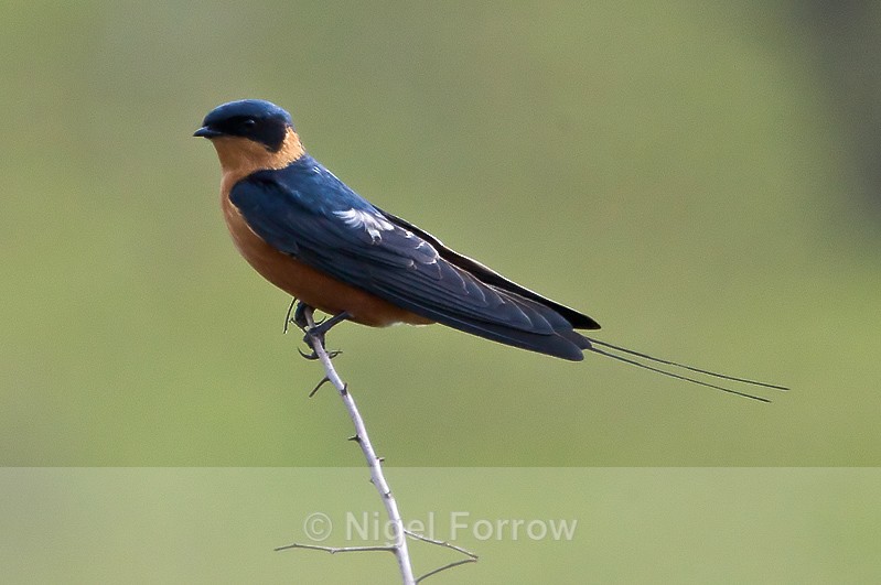 Red-breasted Swallow perched on a thin branch - Red-breasted Swallow