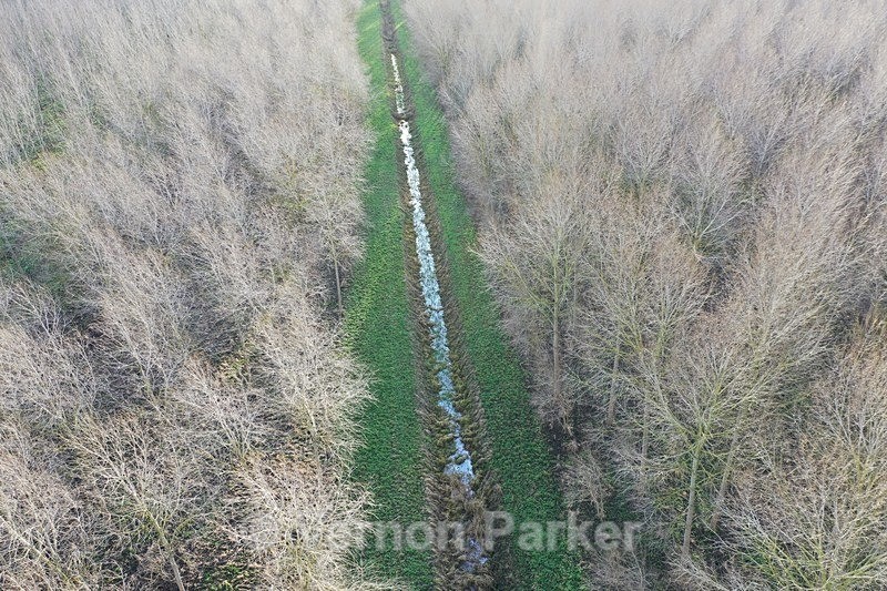 Poplar trees growing in the Nar Valley - Ariel Landscapes