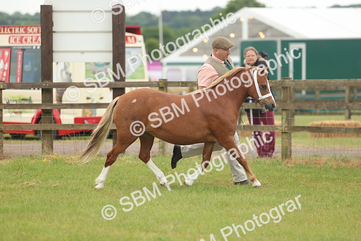 SBM_01486 - Class 50-57 - M&M Welsh Pony In Hand