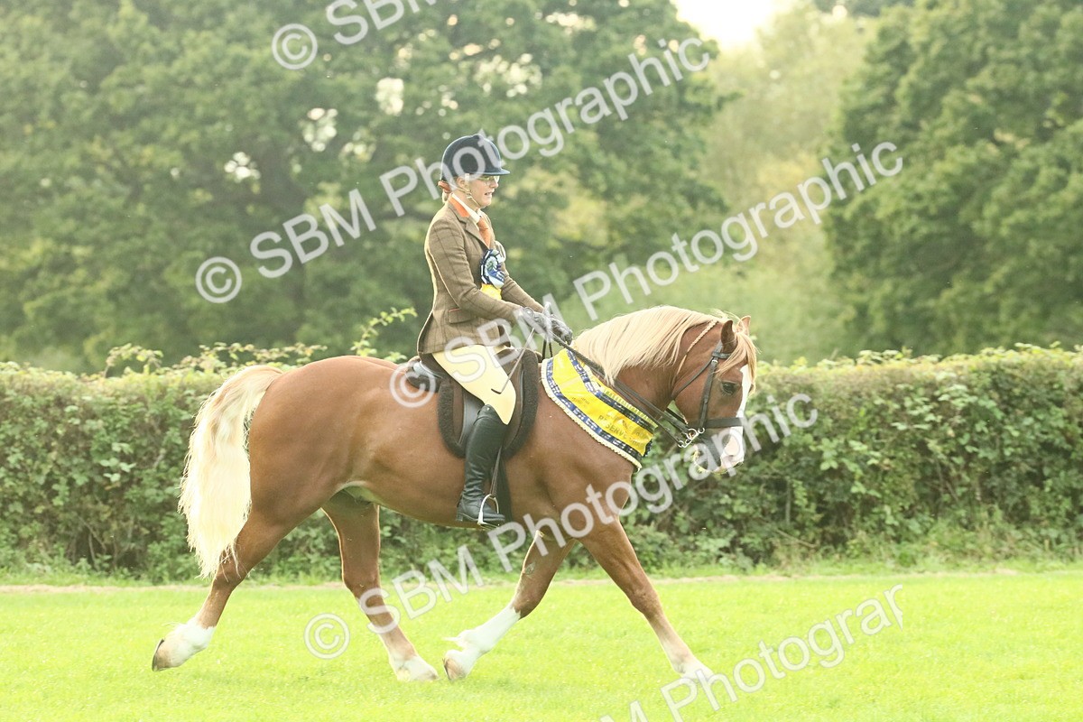 SBM_75337 - Super Supreme Championship