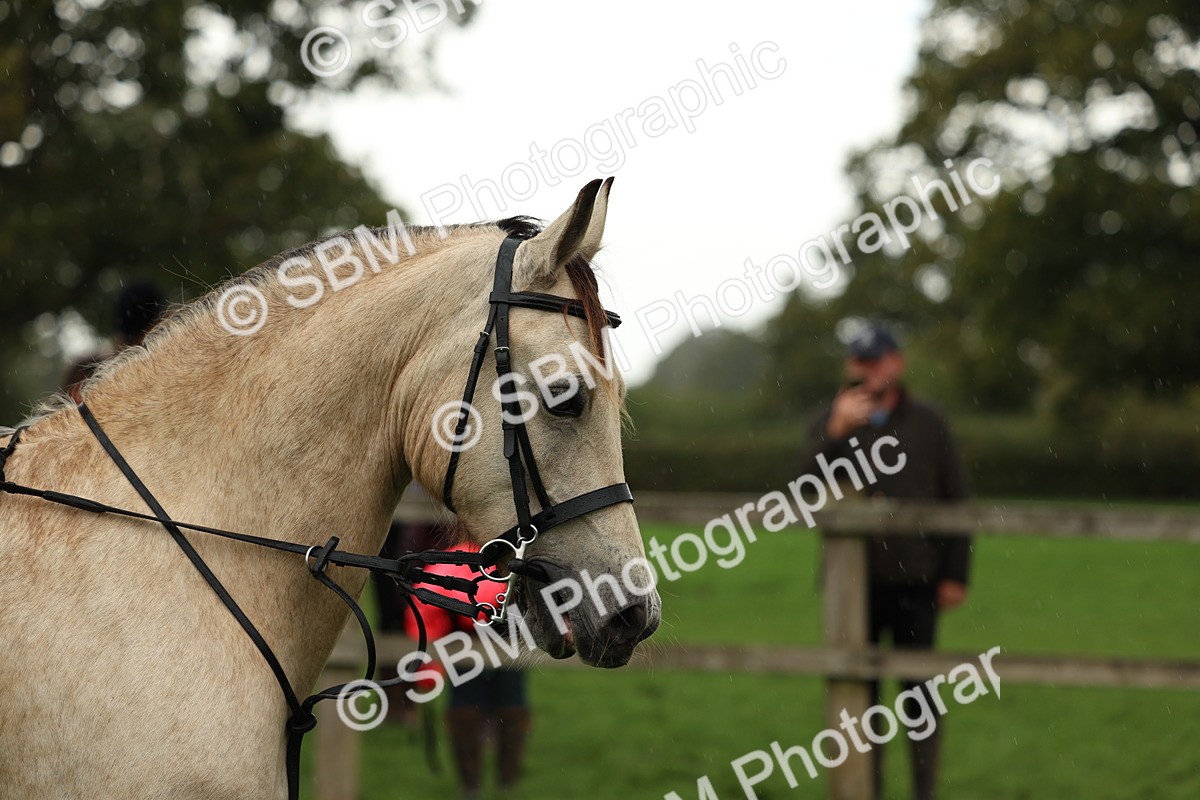 1I0A1490 - S32 - Mountain & Moorland Working Hunter Pony