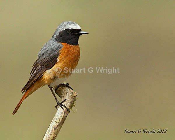 211 - Flycatchers, Redstarts & Stonechats
