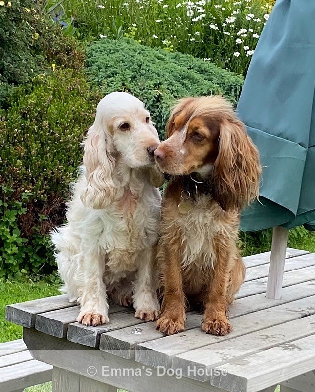  - Dogs