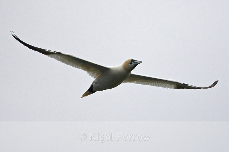 Gannet in flight over Neist Point, Skye - Gannet