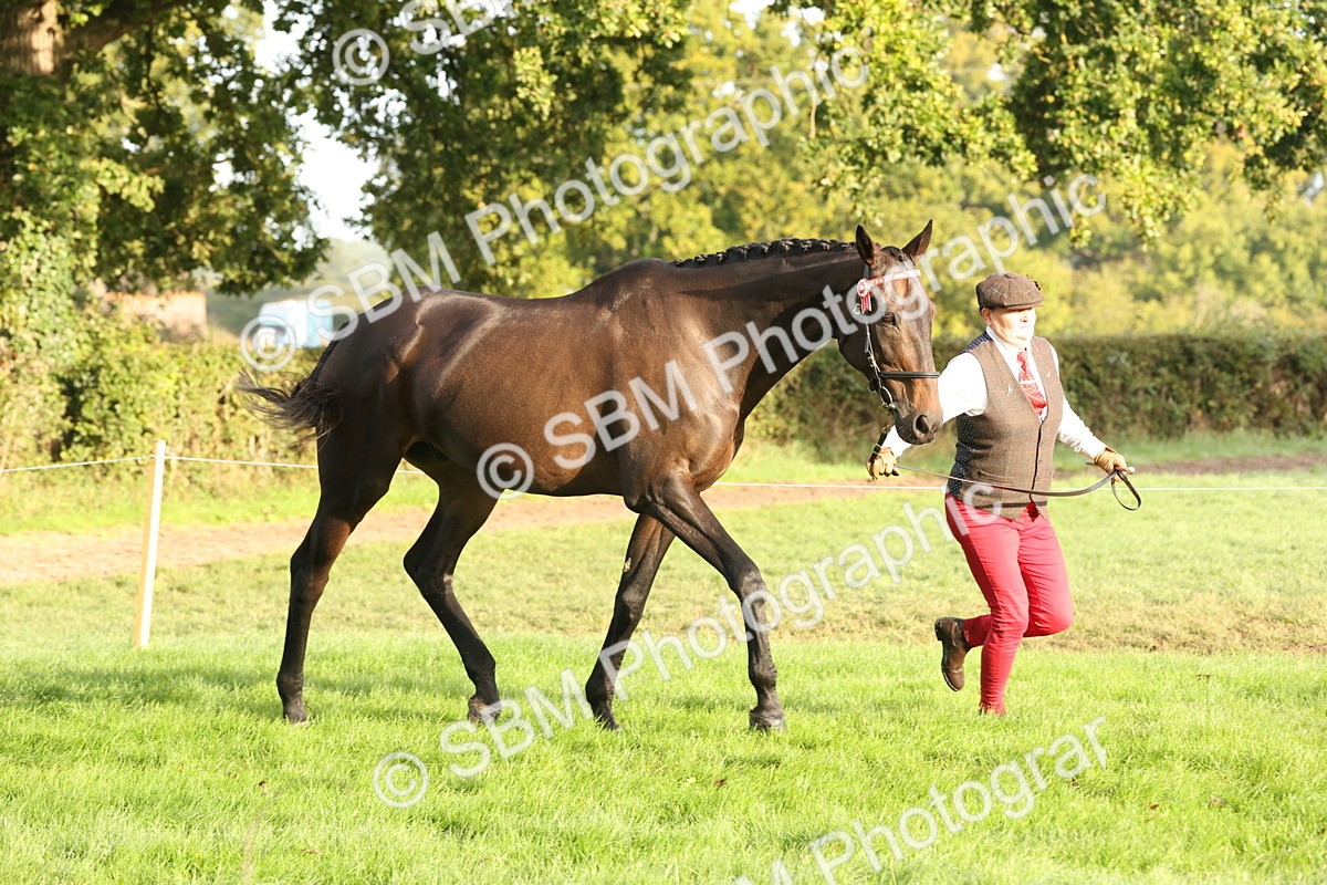 SBM_54950 - S52 - Riding Horse & Hack & thoroughbred In Hand