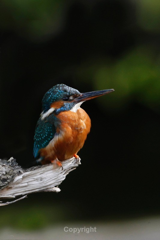 pictures of young kingfishers been fed by parents and kingfishers mating