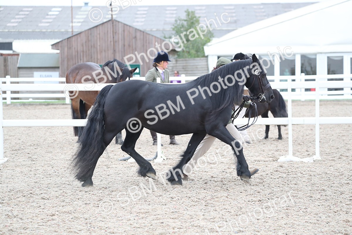 SBM_17922 - Class 317 IH Pure bred Horse/Pony