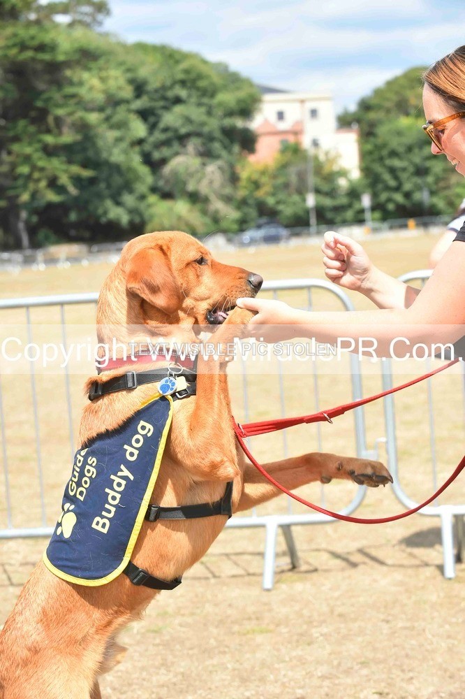 SH4_0231 - Dog show.