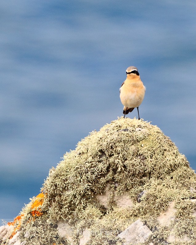 Wheatear perched on a rock on the Cornish coast - Wheatear