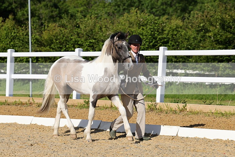 1X9A0646 - Class 3: Youngstock 1, 2, 3 year old not to exceed 153cm