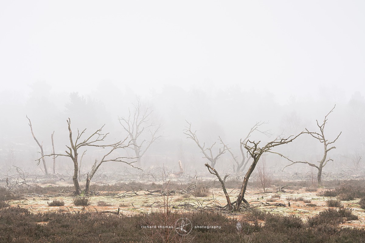  - Charred Mist