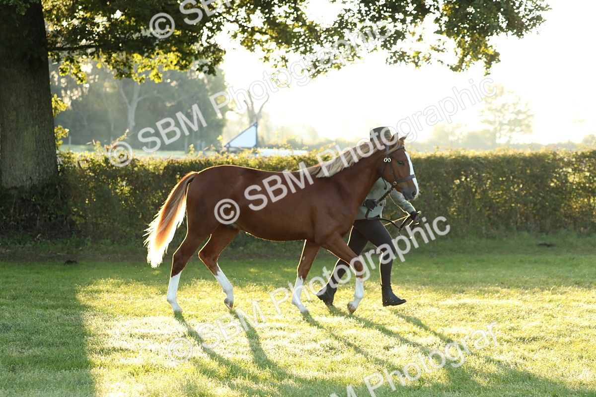 SBM_57810 - S42 - Youngstock