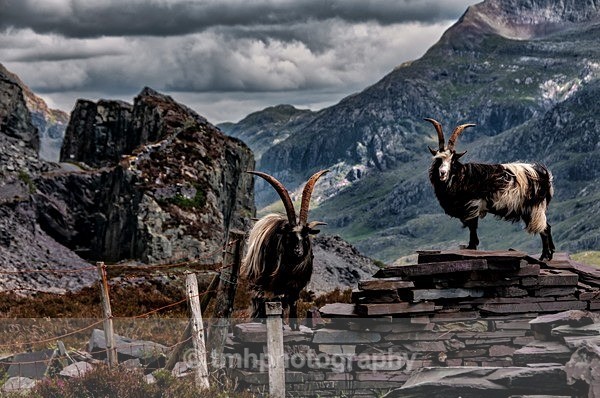 Two Billies - Wales