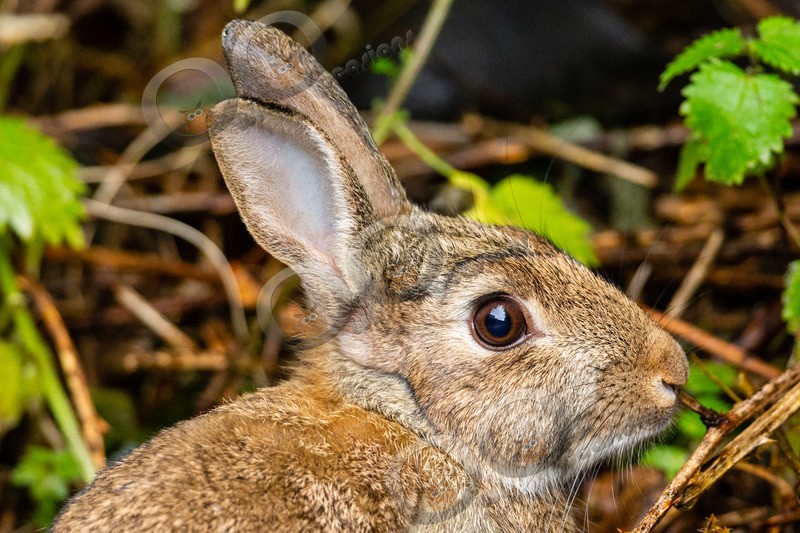 wild rabbit Oryctolagus cuniculus-0056 - UK Wildlife
