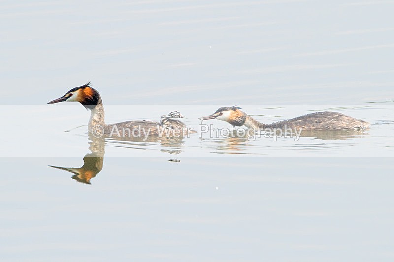 20130706-_MG_4668 - Gt. Crested & Little Grebes