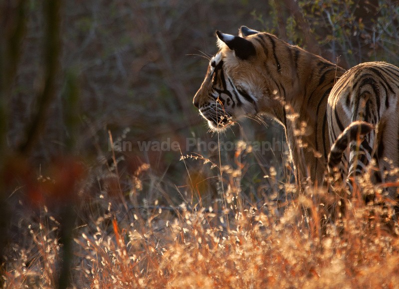  - Indian - People, Culture, Wildlife & landscape