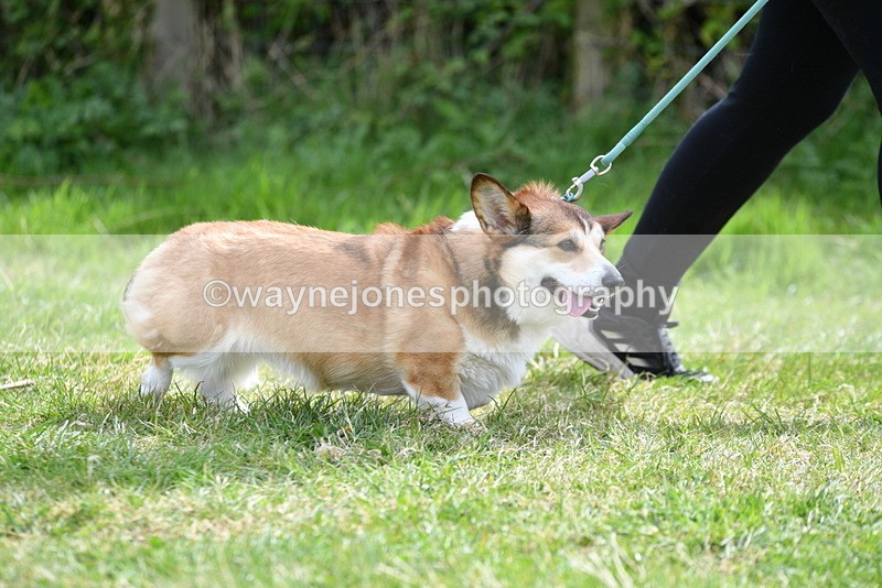 WJ5_9636 - Class 3 Most Handsome Dog