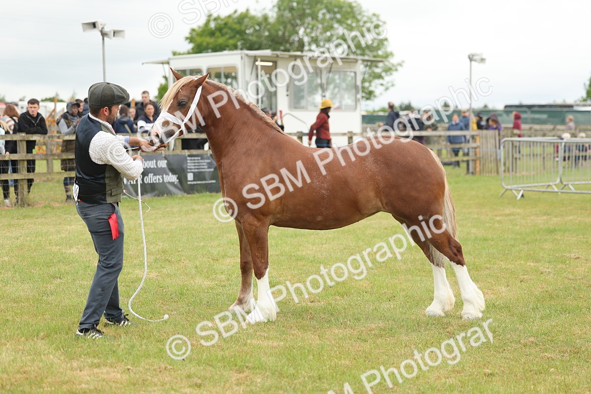 SBM_04933 - Class 50-57 - M&M Welsh Pony In Hand