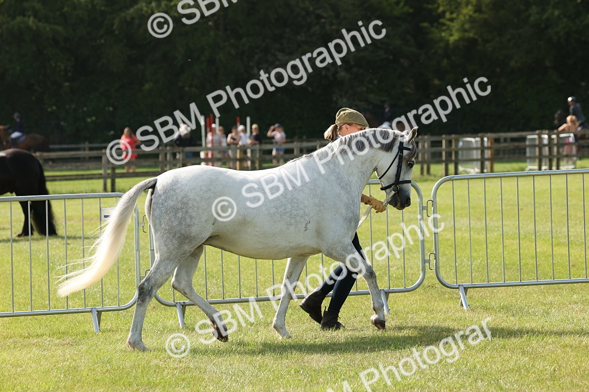 SBM_00744 - Class 6-13 - Mountatin and Moorland In Hand Welsh Breeds