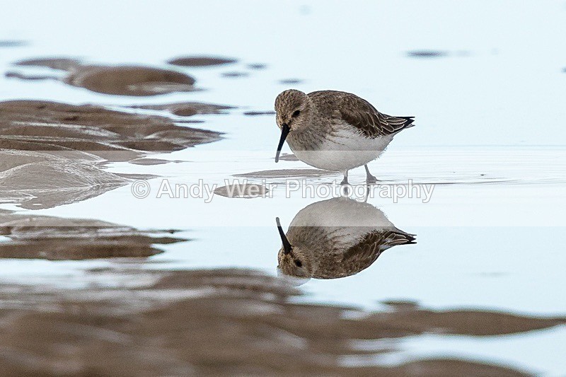 180307-Wirral0064 - Dunlin