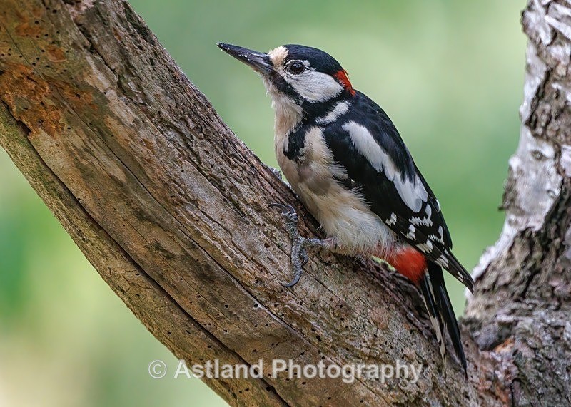 Great Spotted Woodpecker - Latest Images