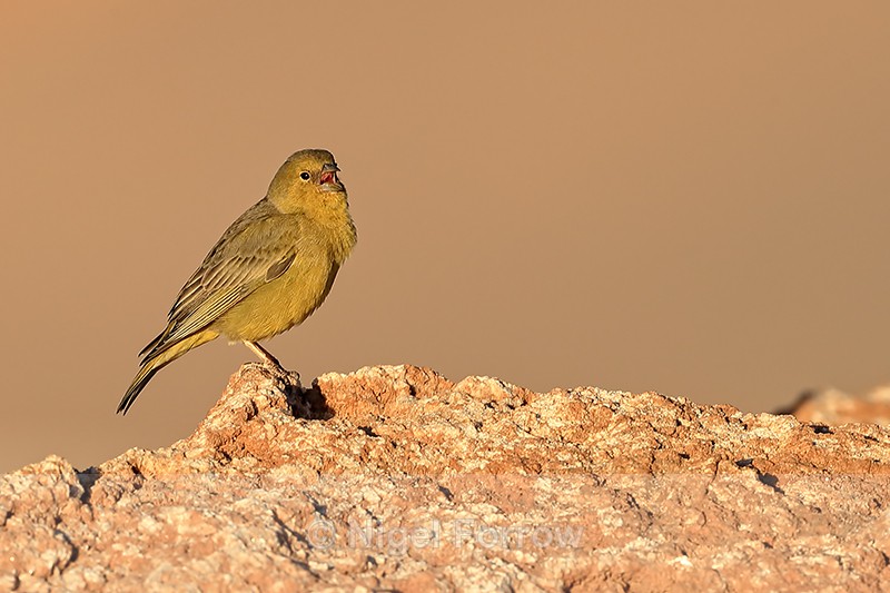 Greenish Yellow-Finch singing, Moon Valley, Atacama Desert, Chile - Greenish Yellow-Finch