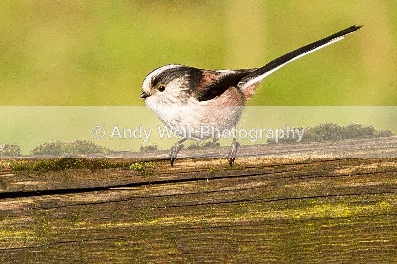 20120218-_MG_8979 - Long-tail Tit