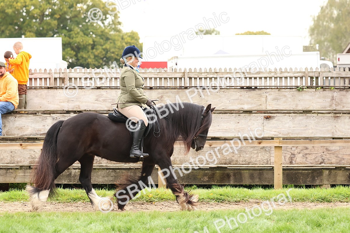SBM_59856 - S36 - Rehabiliated Rescue Horse & Pony In Hand & Ridden