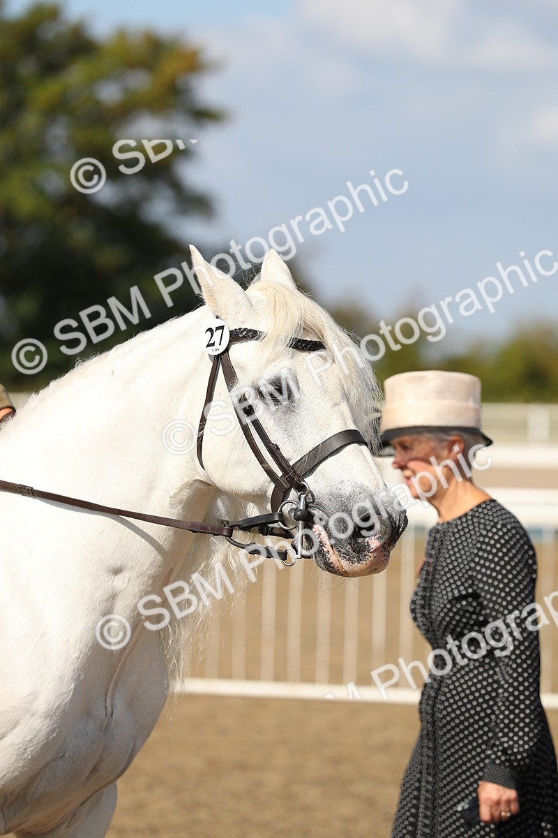 SBM_03173 - Class 44 Riding Club Horse/ Pony