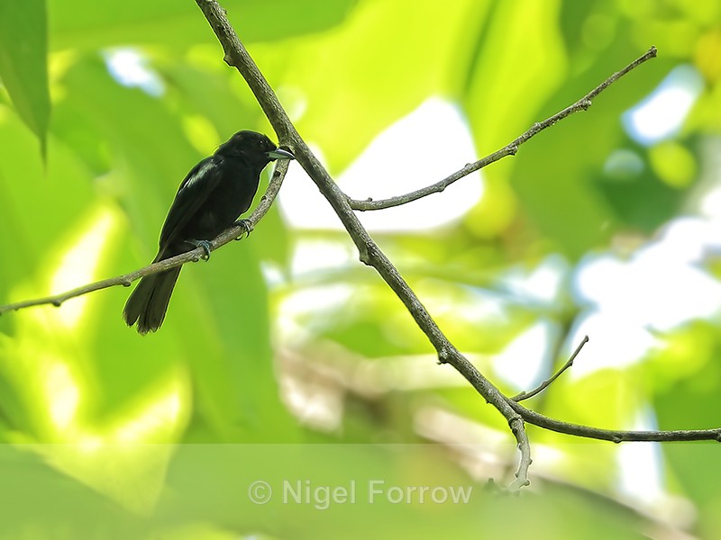 White-shouldered Tanager (male), Pipeline Road, Panama - White-shouldered Tanager