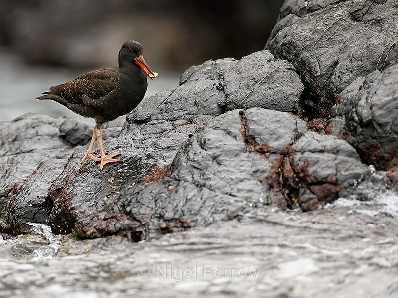 Blackish Oystercatcher (juvenile) with limpet, Chanaral Island, Chile - Blackish Oystercatcher