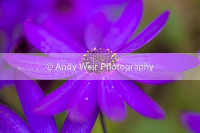 20120406-_MG_9448 - Plants & Flowers