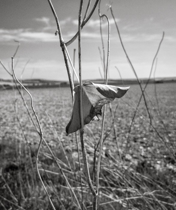  - Chase Fields