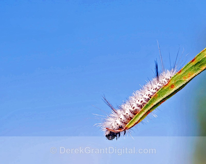 Hickory Tussock Moth Caterpillar