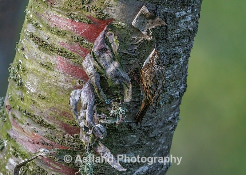 Treecreeper - Latest Images
