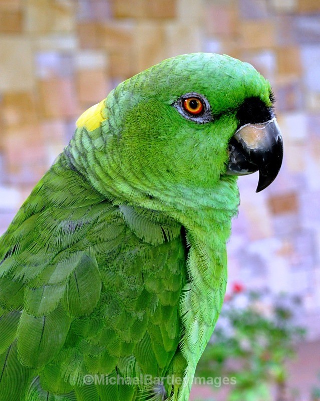 Green Parrot - Flora and Fauna