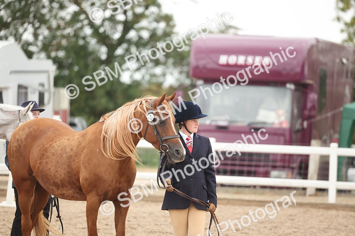 SBM_19391 - Class 317 - IH Pure Bred Horse-Pony