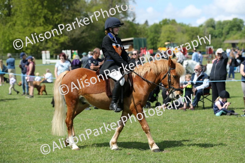 20250427-3420 - Class 8 - Handsomest Gelding