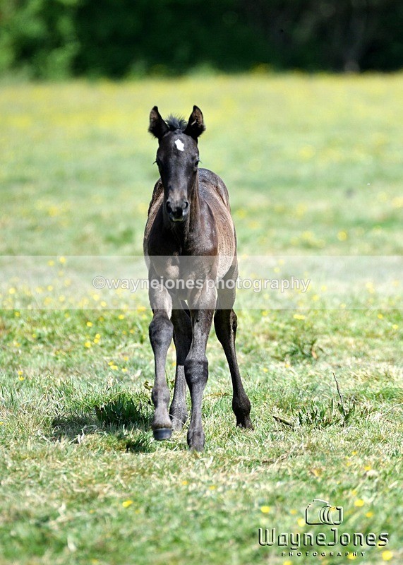 WJ5_4027 - Lyford Stud - Foals 01-06-25