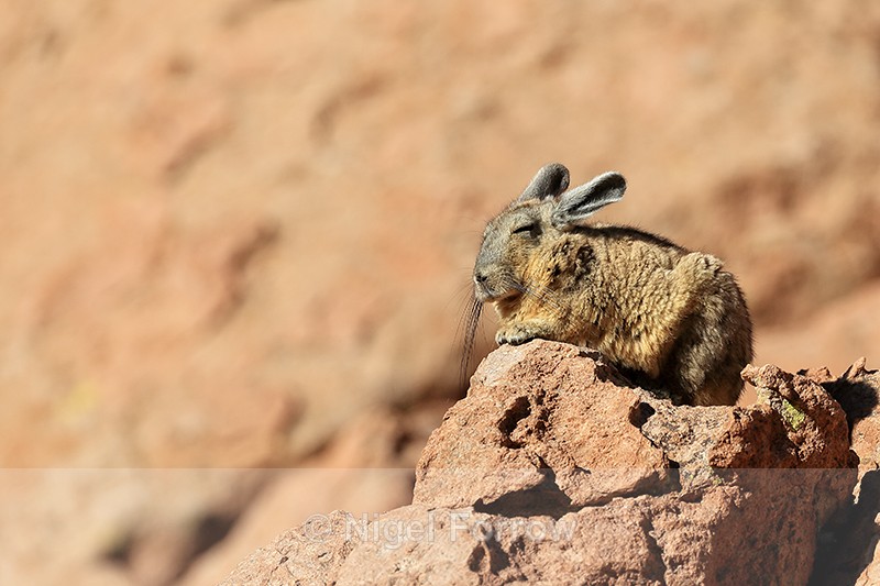 Sleepy Viscacha enjoying morning sun, Chile - Viscacha