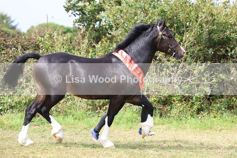 3E7A5784 - In Hand Championship