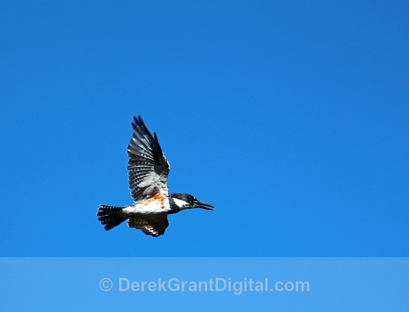 Belted Kingfisher in Flight