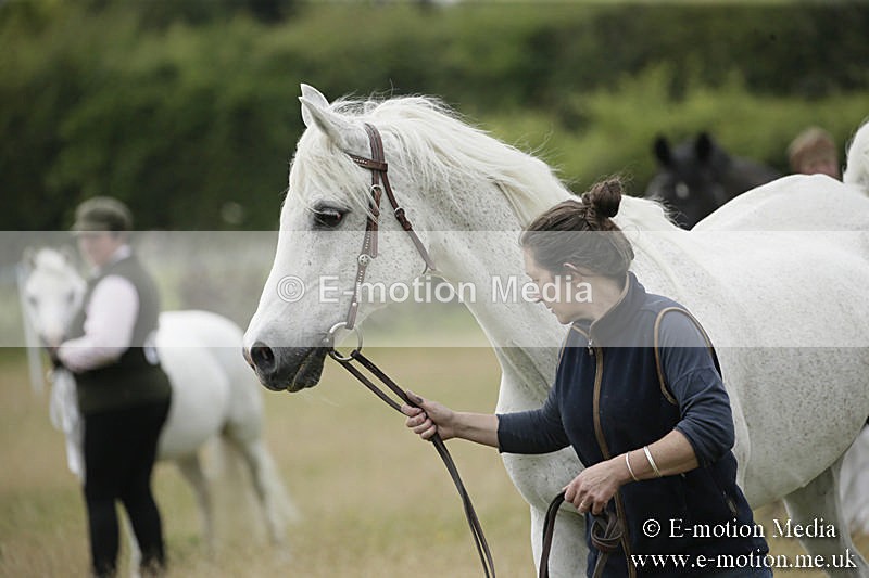 B230619-0556 - Bourne Valley Riding Club Summer Show 23/06/19