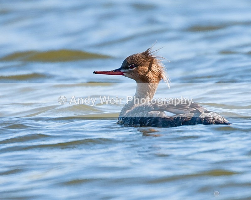 20090524-113 - Mergansers & Goosanders