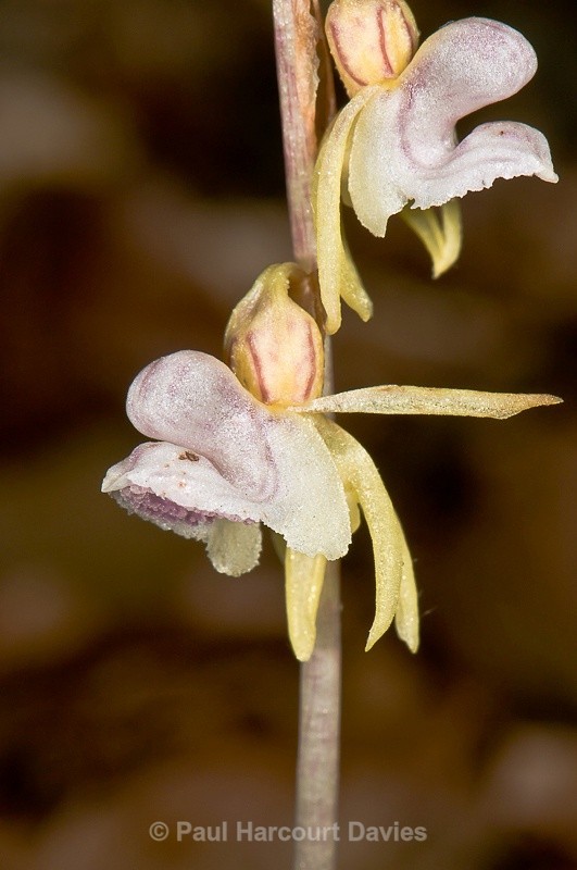  - Orchids - Various